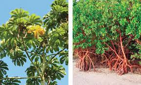 Plantas / hierbas que ayudan a combatir la diabetes. Plantas Medicinales Para Tratar La Diabetes Podria Ser Una Realidad