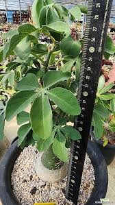 Image result for Adenia glauca