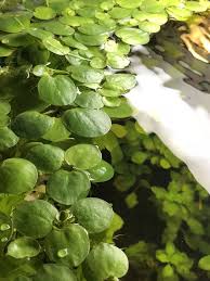 Amazon Frogbit Buy 2 Get 1 Free Live Aquarium Aquatic Floating Plant