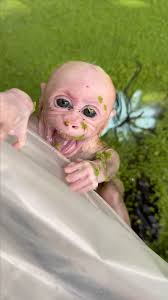 Panic 😱😱😱little monkey screamed in panic as it was run over and fell  into the water, scared by the many crocodiles.