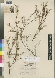 Image result for Thesium goetzeanum