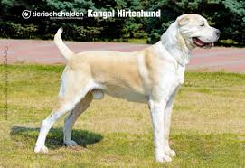 Der kangal ist ein herdenschutzhund von imposanter größe. Hunderasse Kangal Hirtenhunde Charakter Und Haltung Rasseportrait
