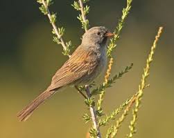 Image result for Spragueanella