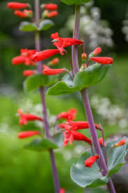 Image result for Penstemon