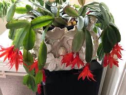 Maggie moran home & garden specialist. Christmas Cactus Care How To Care For A Christmas Cactus Plant