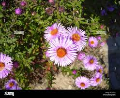 Image result for Kotschya capitulifera