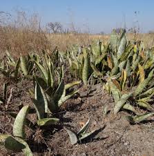 Image result for Sansevieria hallii