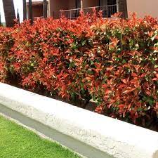 Posted on january 8, 2019 by aleksandar. Red Tip Photinia For Sale Garden Goods Direct