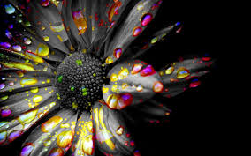 Black And White With Pop Of Color Drawing Black And White Photos With Color Black And White Spot Color Flower Black And White Pictures White Flower Pictures Spot Colour