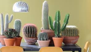 Estos riegos tendrán sus máximos en el verano en cuanto al tema de las plagas y enfermedades que suelen atacar a este grupo de plantas, hemos de decir que, en general y con un mínimo cuidado. Fitosofia Cactus Y Plantas Suculentas