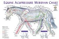 Equine Acupressure Meridian Chart Tallgrass Lfa 92517