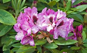 Maybe you would like to learn more about one of these? Rhododendron Varieties Mygarden Com