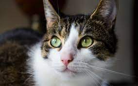 Articles On Pet Medical Conditions