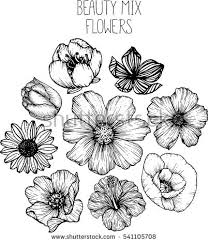 Here presented 40+ flowers black and white drawing images for free to download, print or. Black And White Flower Drawing At Paintingvalley Com Explore Collection Of Black And White Flower Drawing