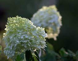 Same day or next day delivery is available. How To Grow And Maintain Limelight Green Hydrangeas