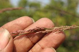 Image result for Eragrostis gangetica