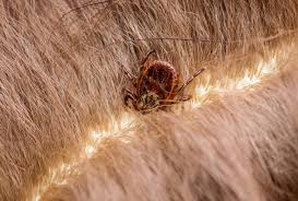 Image result for infected tick bite