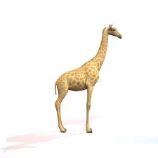 Giraffe By Polygonal Miniatures Giraffe Obj File 3d Realistic Textured Mammal African Giraffe Obj File Quad Only Mesh 4k T Giraffe African Giraffe Animals