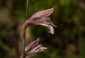 Image result for Gladiolus unguiculatus