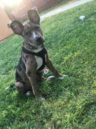 On this page you can view all the pitbull puppies, both those available and some of the already adopted of the related breeding in progress. Pitbull Puppy For Sale In Los Angeles Ca 5miles Buy And Sell