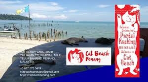 Windsor animal hospital is located in windsor city of california state. Home Cat Beach