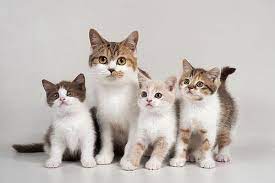 Umumnya kucing belang tiga (calico) merupakan kucing betina, dan kucing oranye sementara itu, kucing betina yang memiliki ekstra kromosom x (membentuk xx) berkemungkinan besar untuk memiliki bulu berwarna oranye dan. 188 Koleksi Nama Terbaik Untuk Kucing Unik Dan Lucu Si Binatang