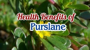 However, you won't need to increase the calorie intake so much. Benefits Of Eating Purslane Or Gulasiman Steemit