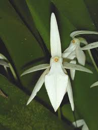 Image result for Jumellea