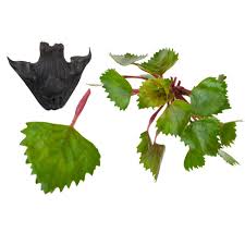 Image result for Trapa natans