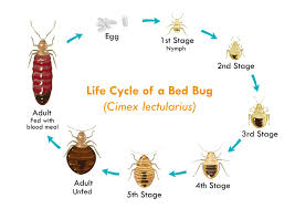 They have received their name from it's close association with. Bed Bugs Vs Roaches Pestproper Com