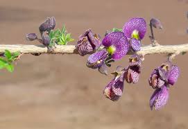 Image result for Ormocarpum