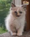 Ragdoll Cat Price | Ragdoll Cat and Kitten Cost & Pricing