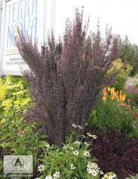 Can not ship to ny helmond pillar japanese barberry berberis thunbergii 'helmond pillar' one of the most exciting new landscape developments in many. Berberis Thunbergii Helmond Pillar Barberry Helmond Pillar Japanese Barberry