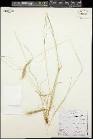 Image result for Aristida congesta