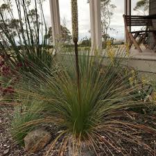 Image result for Xanthorrhoea australis