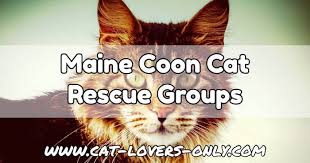 Search for rescue cats for adoption. Maine Coon Cat Rescue Groups Organizations And Resources