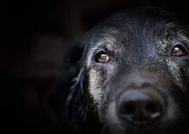 Naik (@shripadynaik) december 9, 2020. Elaborate Pet Funeral Services Aren T Uncommon In Sarasota Manatee Sarasota Magazine