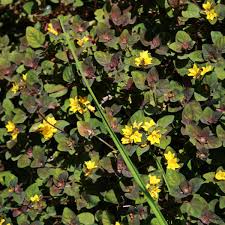 Image result for Lysimachia