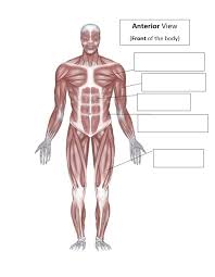 We'll also learn some fun facts. Anterior Muscles Front Of Body Diagram Quizlet