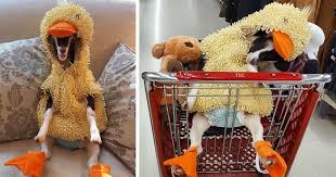 Rescue Goat Suffering From Anxiety Only Calms Down In Her Duck Costume Bored Panda