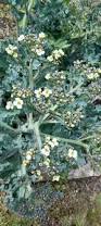 Image result for Crambe hispanica