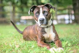 White bullies are pure white, from tip to tail. All American Bulldog Colors And Markings Explained With Pictures