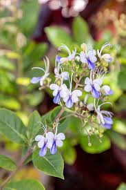 Image result for Rotheca myricoides