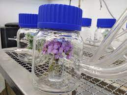 Plant, cell and environment is a journal indexed in sjr in physiology and plant science with an h index of 190. Plant Cell Environment Home Facebook