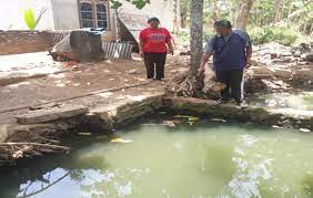 Gurame mana yang ingin kamu. Bernas Id Ikan Ikan Gurame Di Moyudan Mati Secara Mendadak