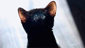 Why Are My Cats Ears Hot Oh I See
