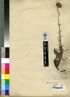 Image result for Berkheya zeyheri