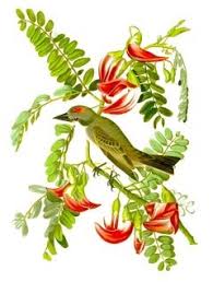 Image result for Sesbania grandiflora