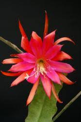 Image result for Eriosema pentaphyllum