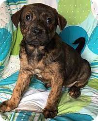 44 Best American Bandogge Images Mastiff Mix American Bulldog Mix American